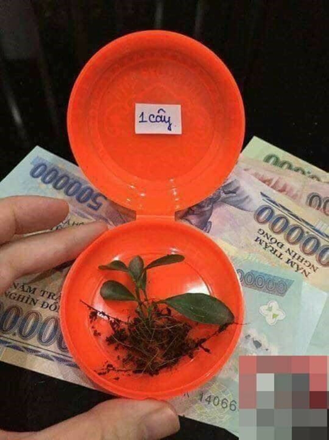 Ngày vía Thần tài siêu chân thực