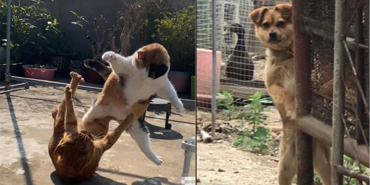 Mèo tung chiêu khiến đối thủ choáng váng