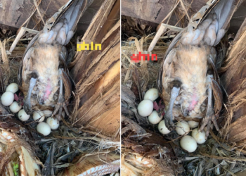 Gà mái ấp trứng theo tư thế trồng cây chuối