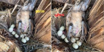 Gà mái ấp trứng theo tư thế trồng cây chuối